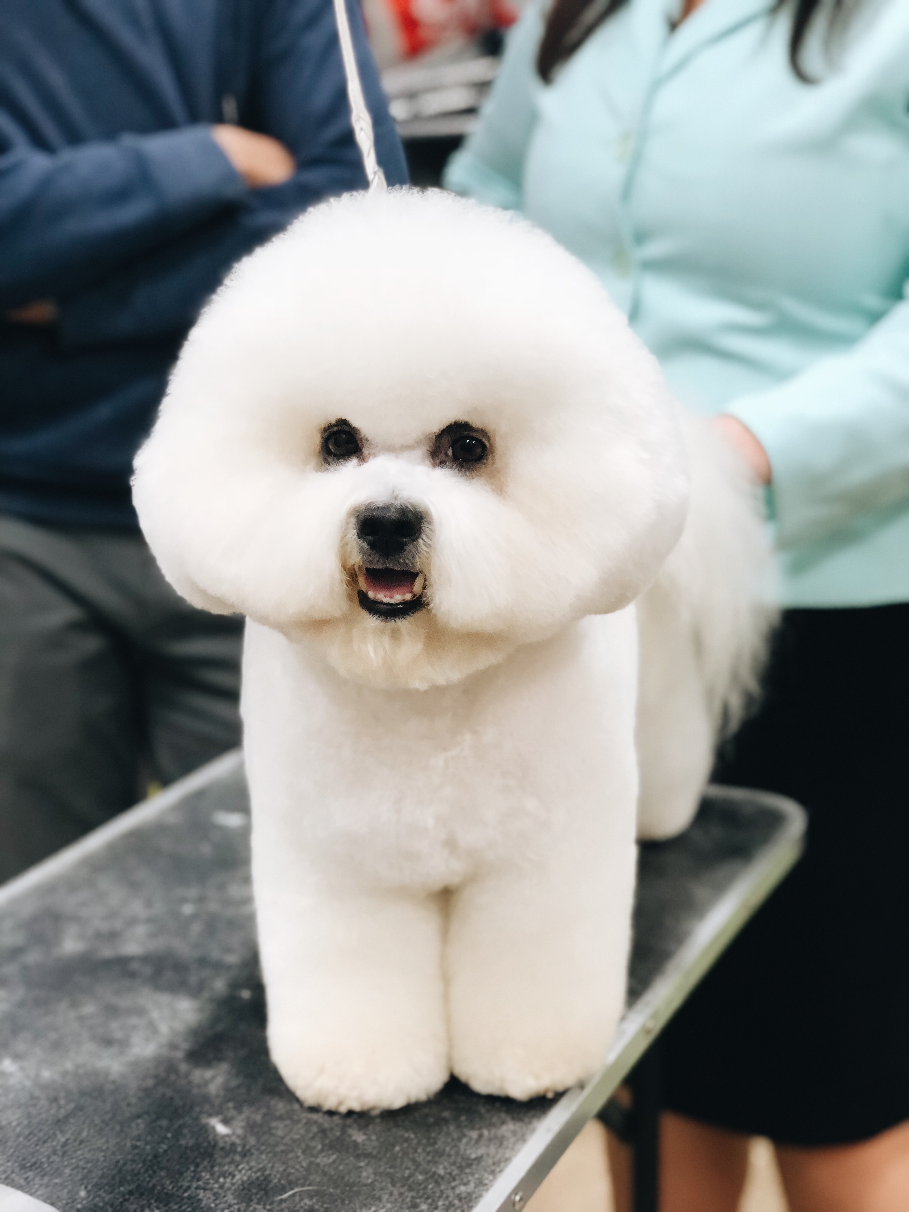 NATIONAL DOG SHOW