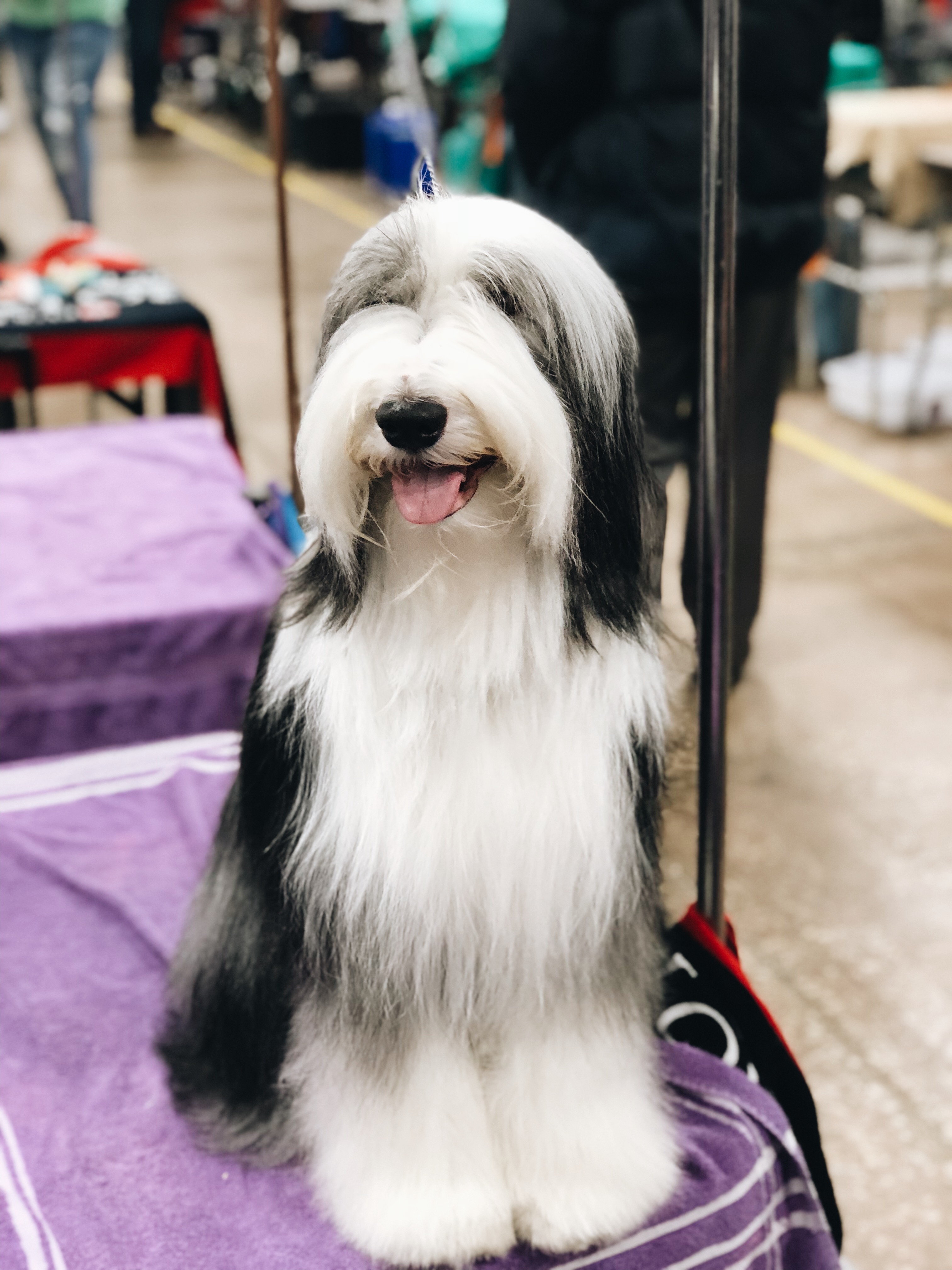 NATIONAL DOG SHOW