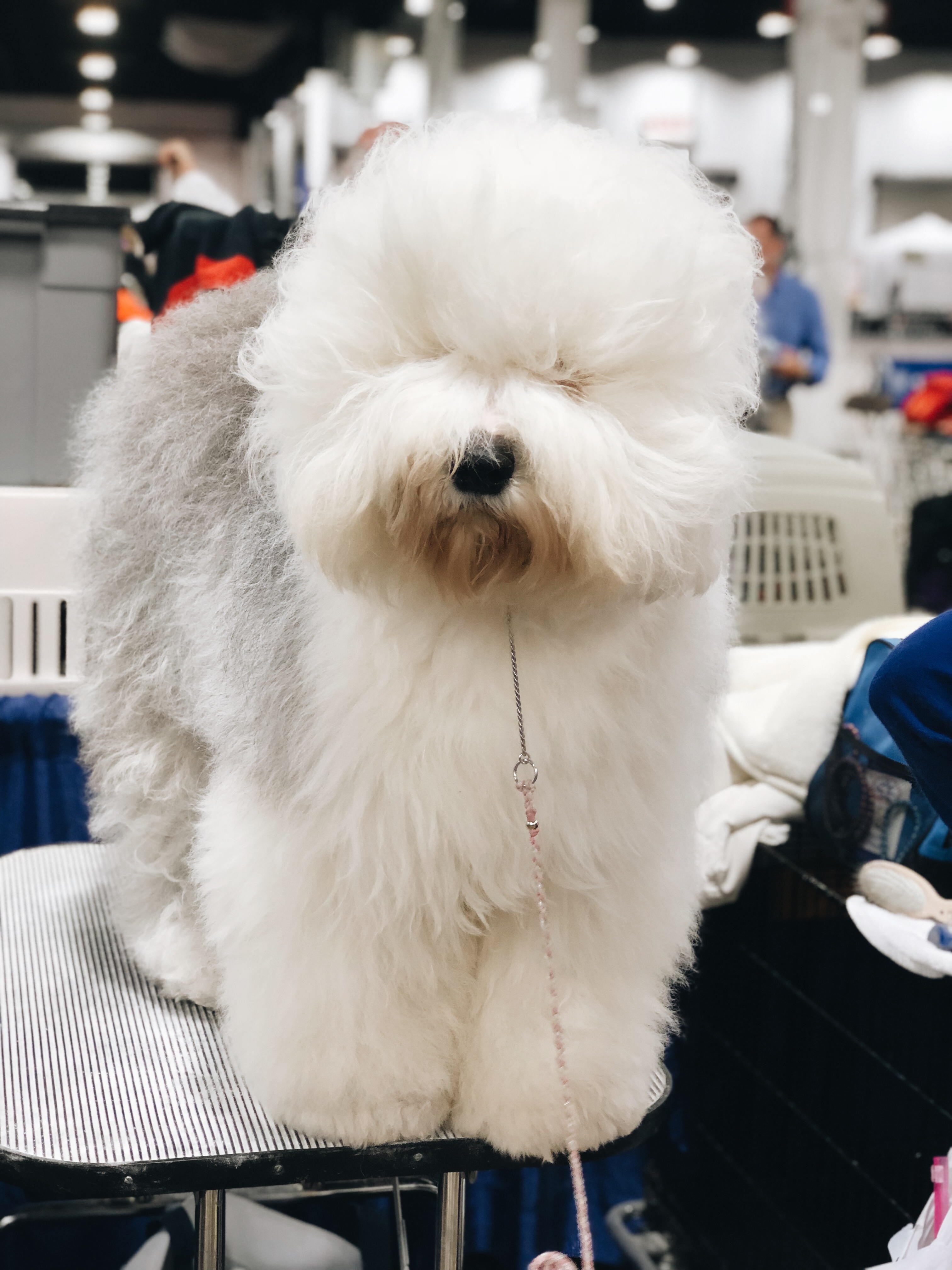 NATIONAL DOG SHOW