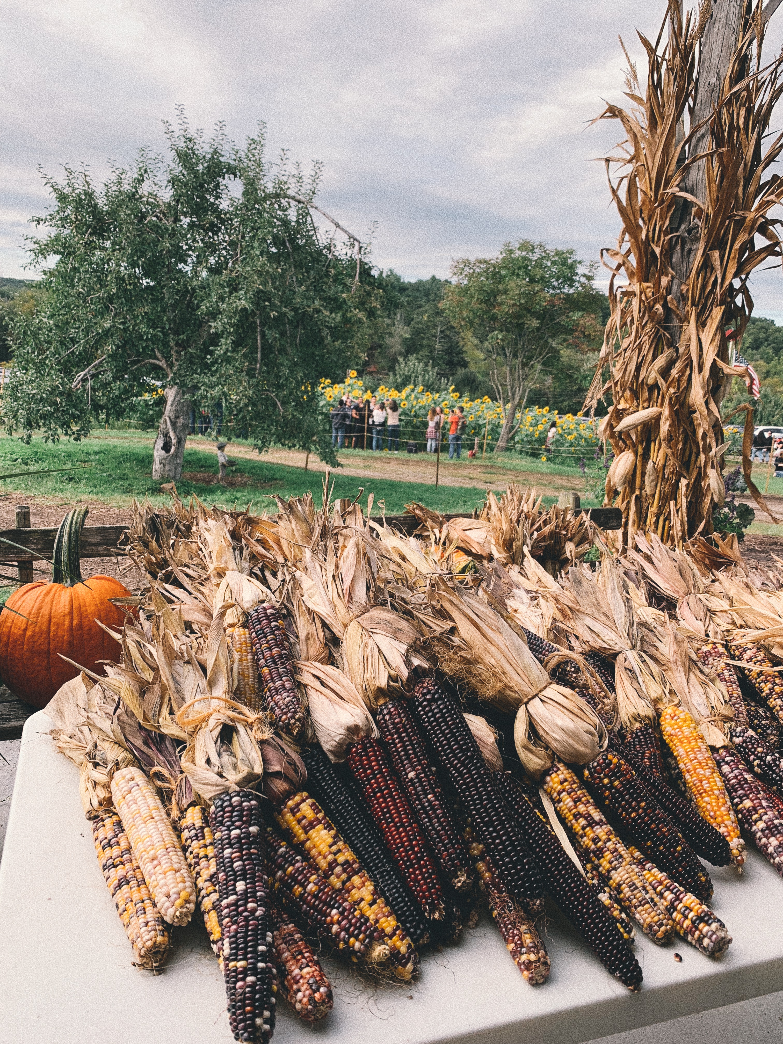 Pumpkin Picking New York