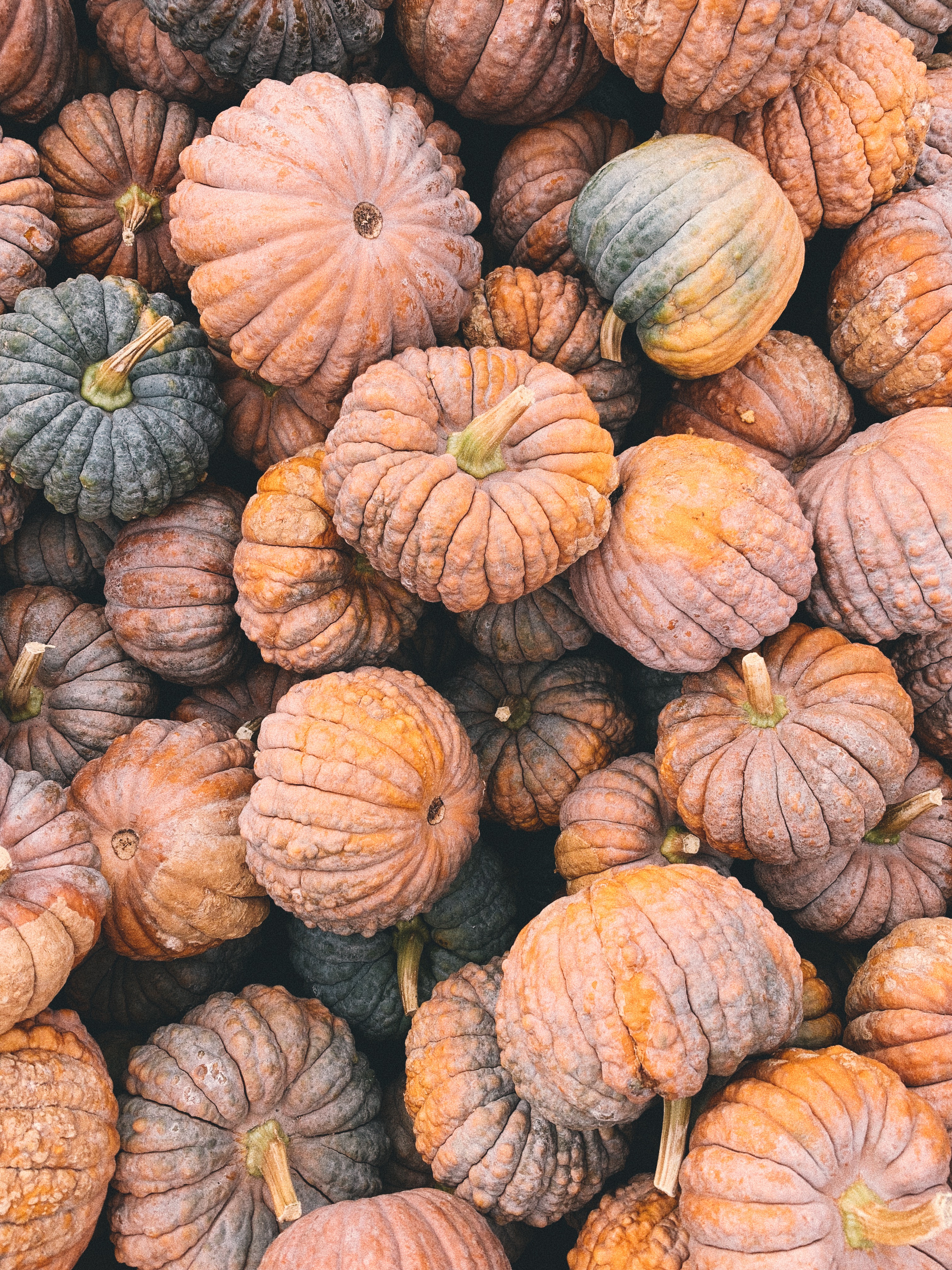 Pumpkin Picking New York