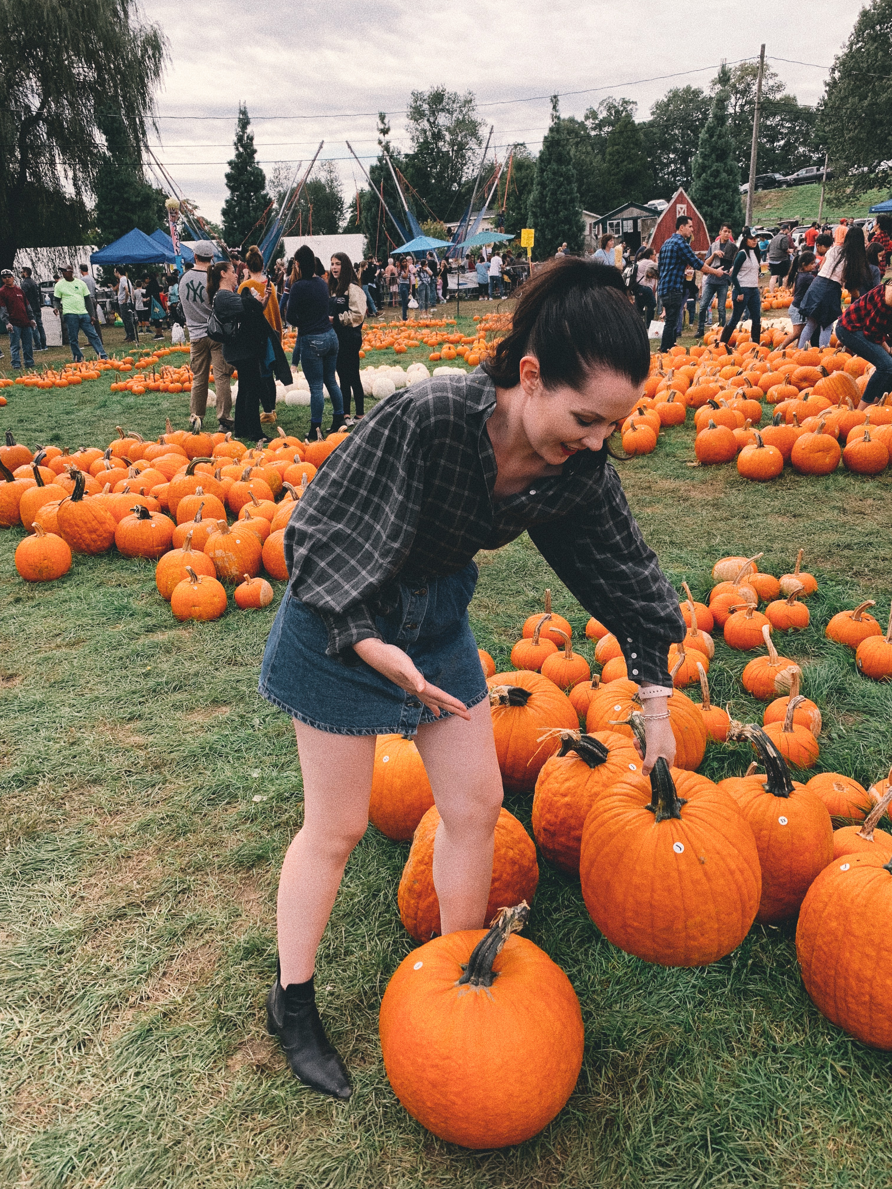 Pumpkin Picking New York